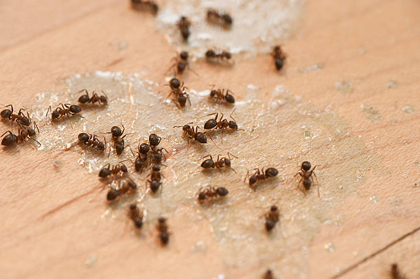 Best Exterminator Services  in Ahwahnee, CA